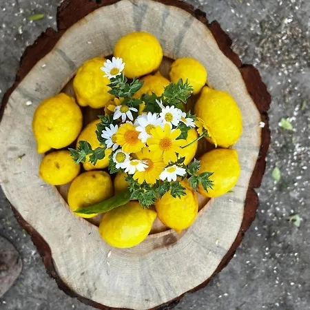 House In Citrus Garden Relaxation In The Arms Of Nature! Holiday home Ortaca (Mugla)